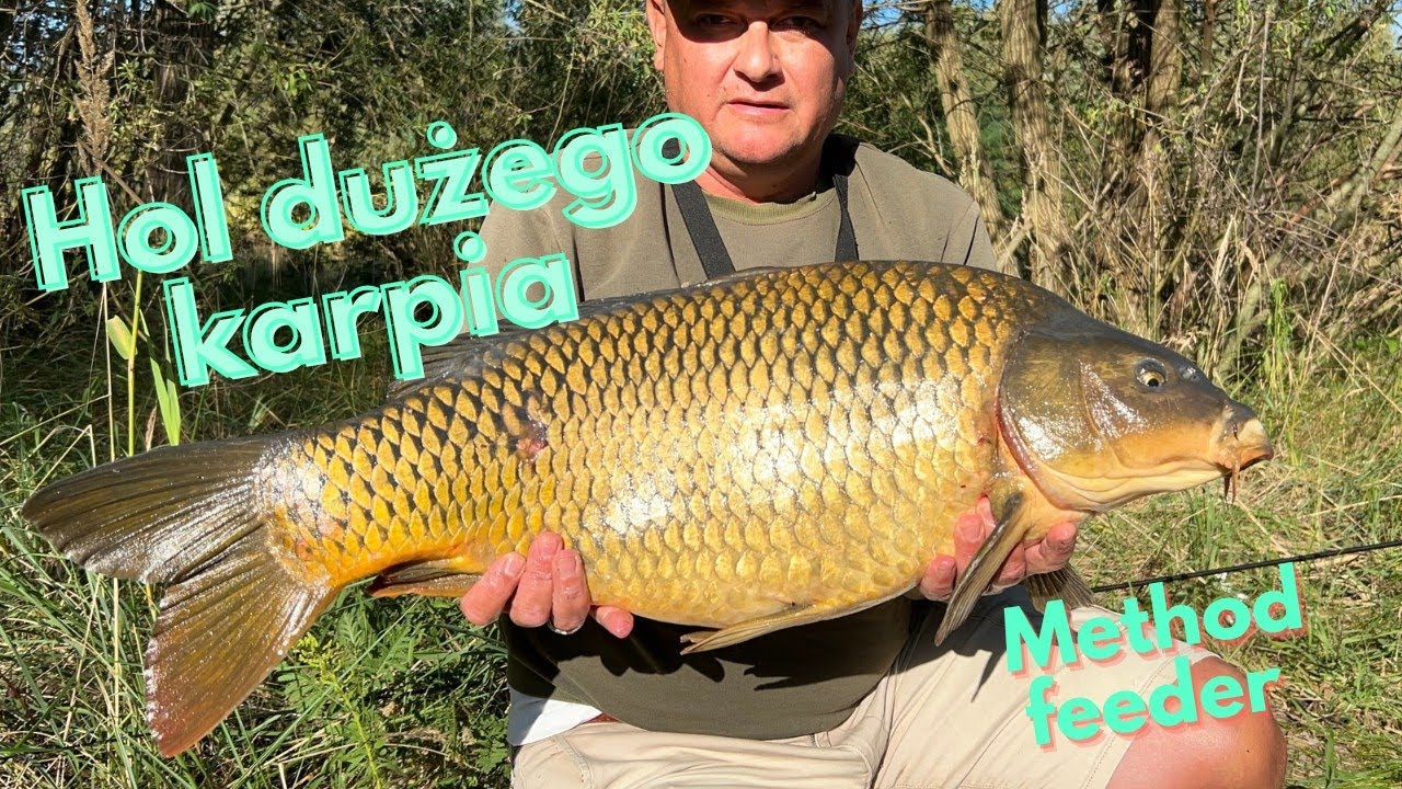 Hol na delikatnej wędce nie spodziewałem się takiego przeciwnika #methodfeeder #fishing #hobby 