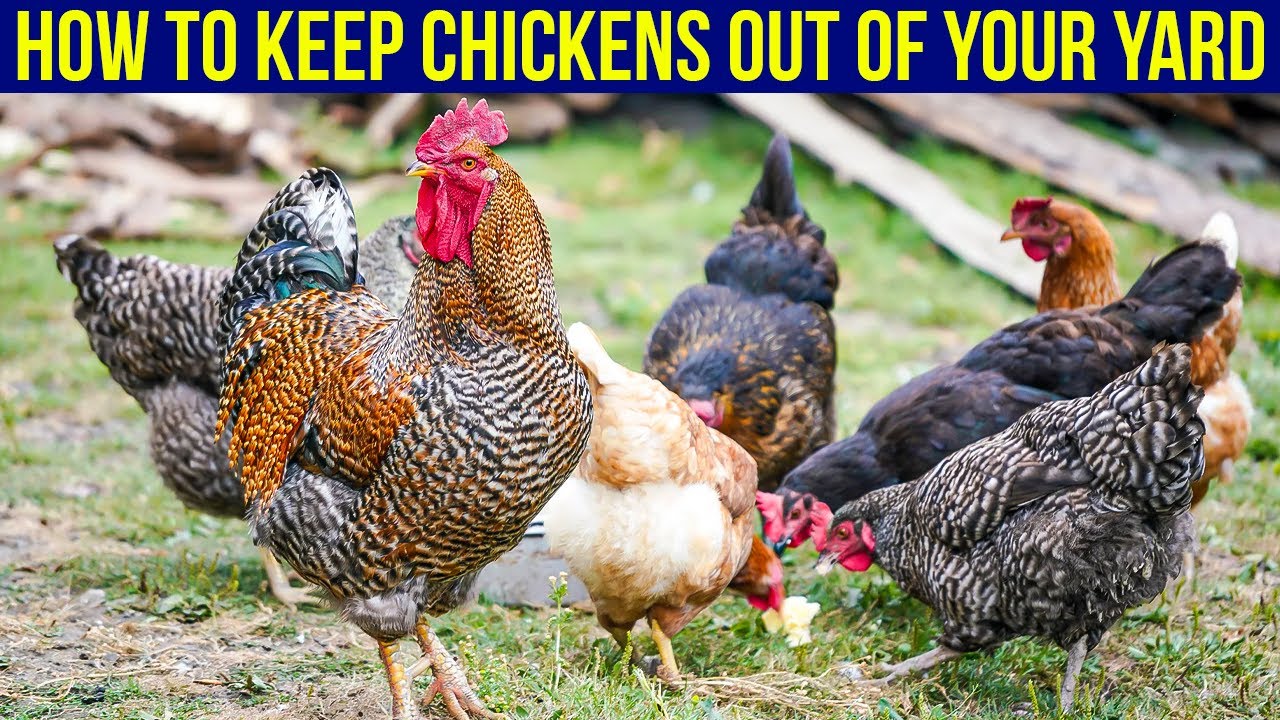 Как не пускать кур на свой двор (5 простых способов)