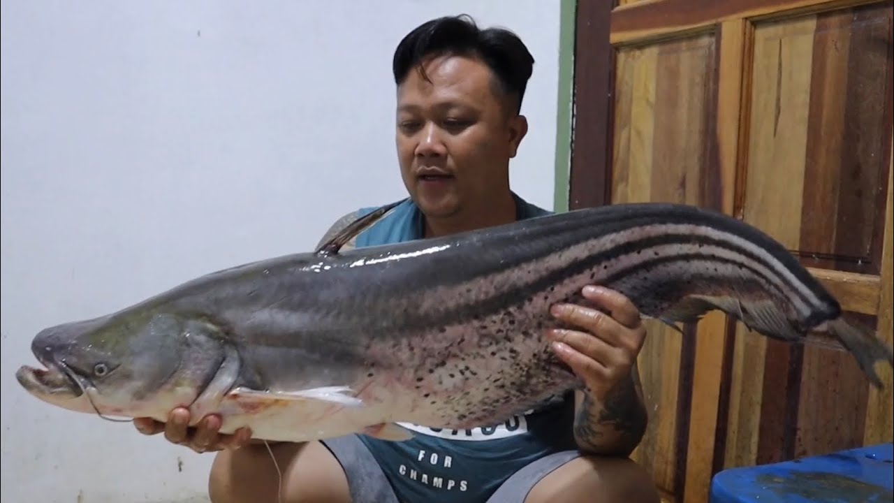 Monster Sungai Sarawak Ikan Tapah Masak Asam Pedas Kukus.