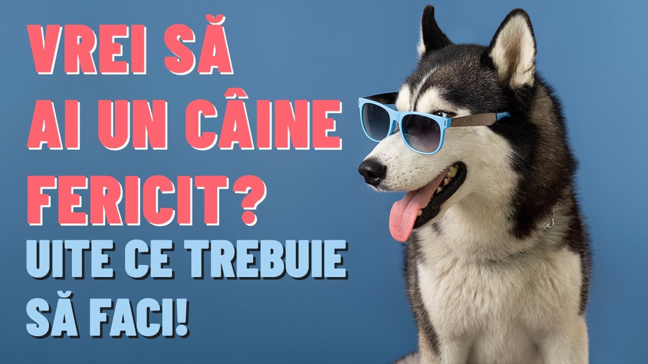 CUM SĂ AI UN CÂINE FERICIT | SFATURI UTILE