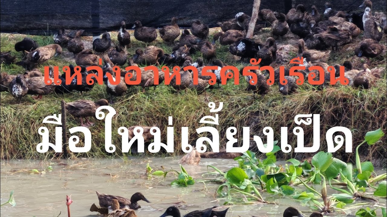 มือใหม่หัดเลี้ยง...!!!!?? เป็ด