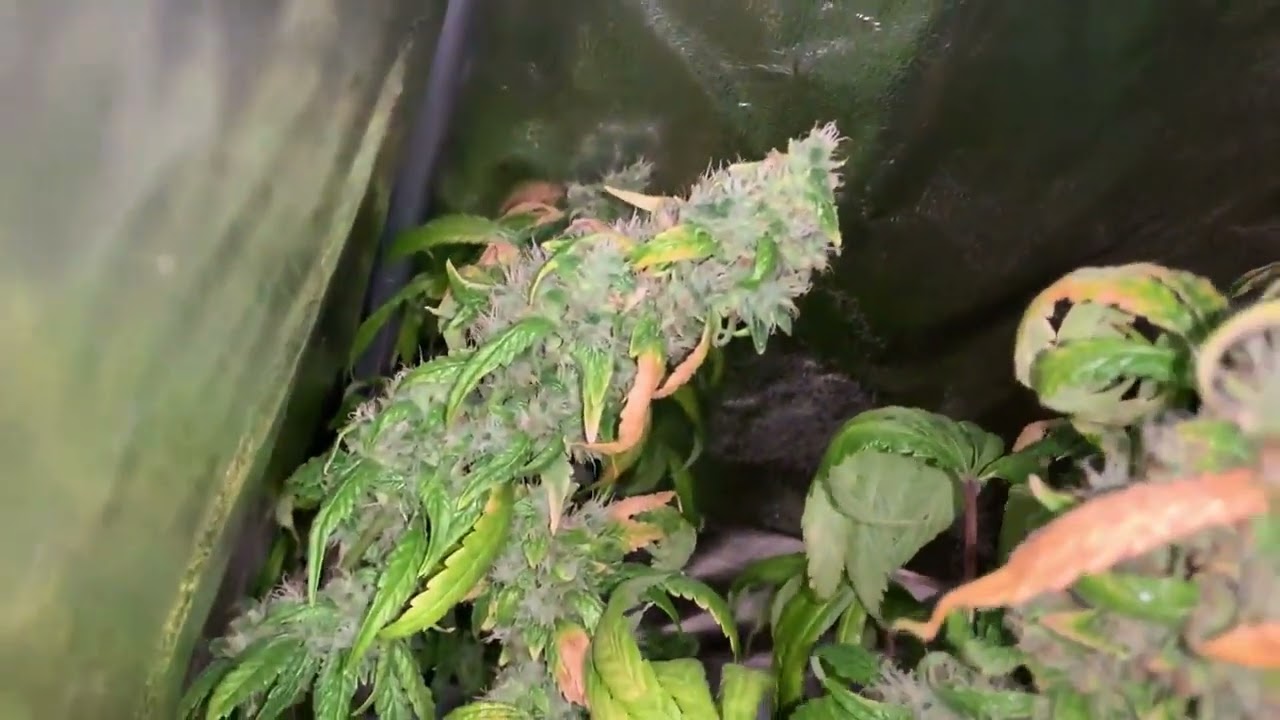 Alien Bubba Pez La Plata Labs Cannabis Indoor grow  TNC The Nutrient Company La Plata Labs Cannabis