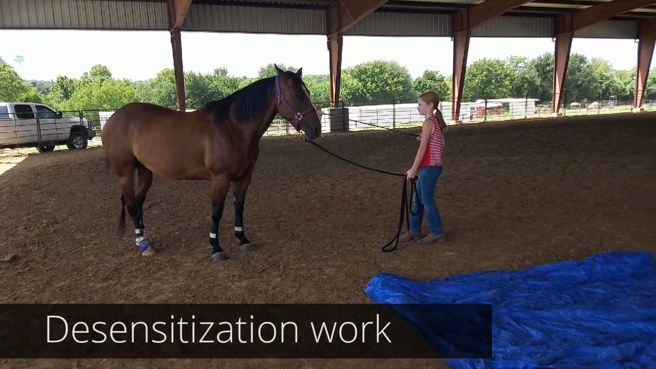 Lil Bit and Summer - July 2017 -Groundwork with obsticals, lunging, desensitization, sidepassing