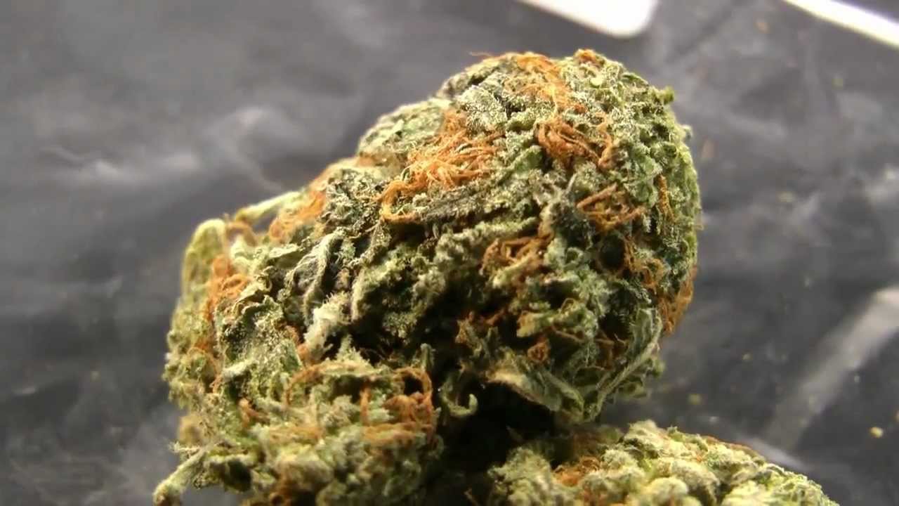 Urban Grower 60: 40 Kinds of Cannabis: Part 1
