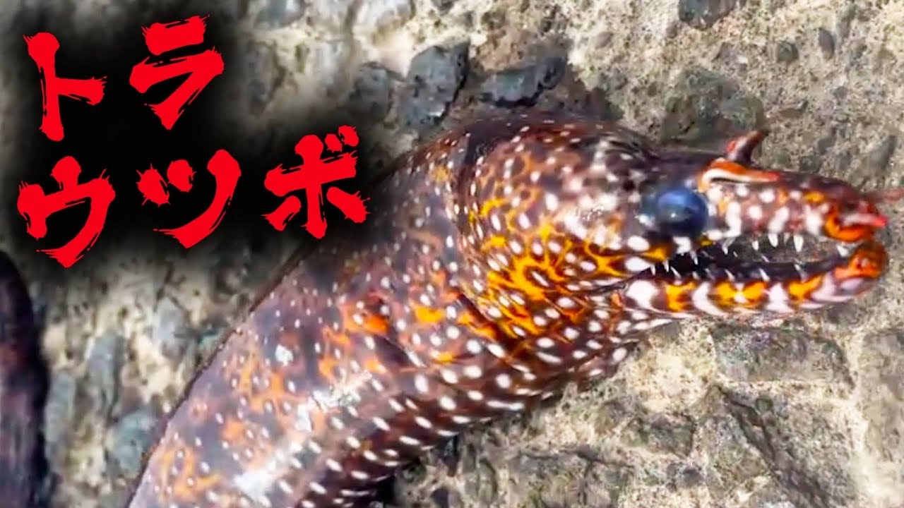 強面だけど美味！？？レアなトラウツボを捌いてみたら、まさかの結果に・・・
