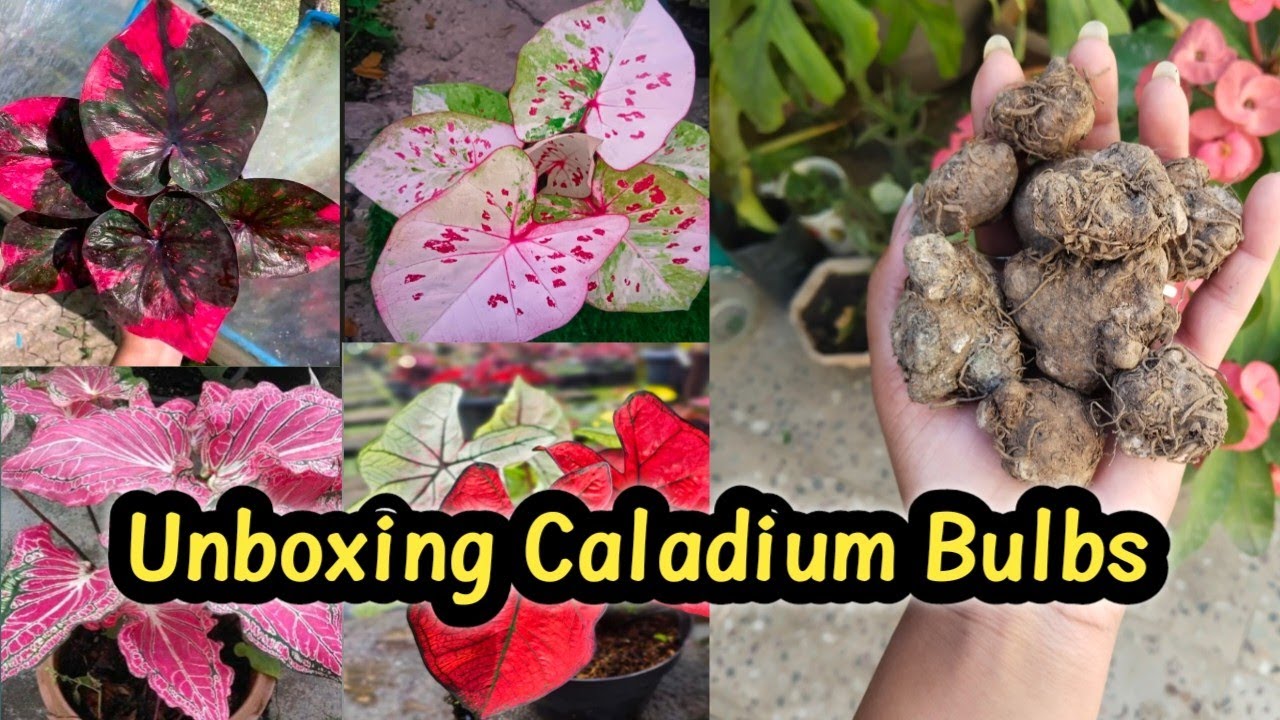 Unboxing Caladium Bulbs || online caladium bulbs || कहां से खरीदे इतने सस्ते 'Caladium bulbs'🤫😲