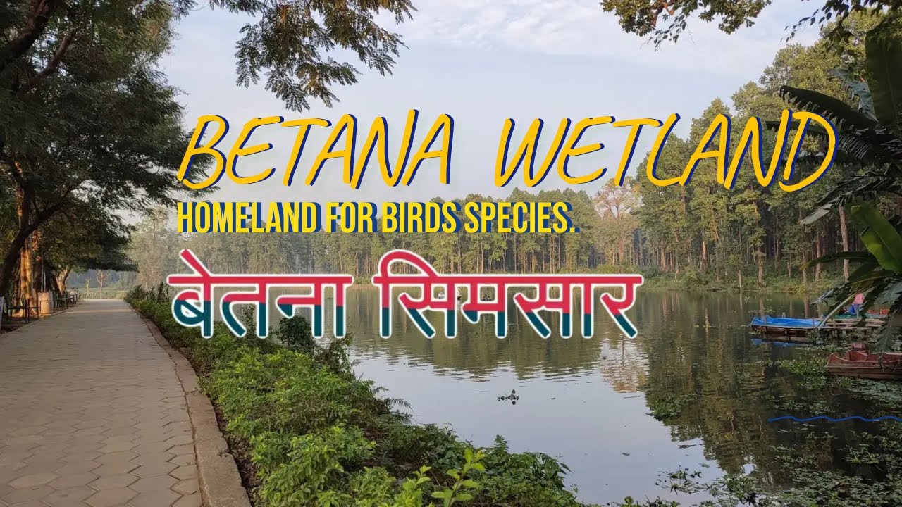 BETANA WETLAND || बेतना सिमसार || BELBARI MORANG || NEPAL