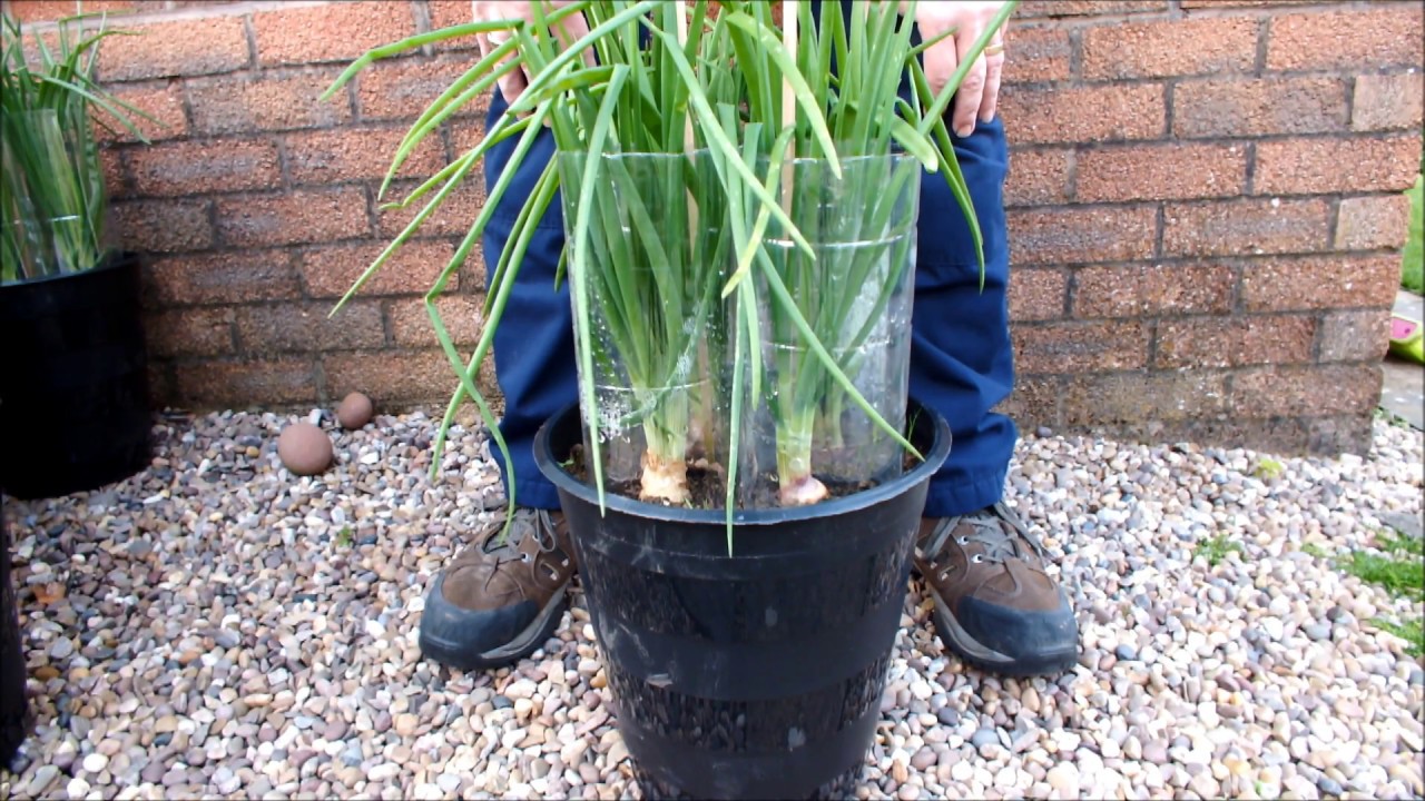 How to grow Green Onions / Shallots at home in Buckets or Pots,  start to finish.