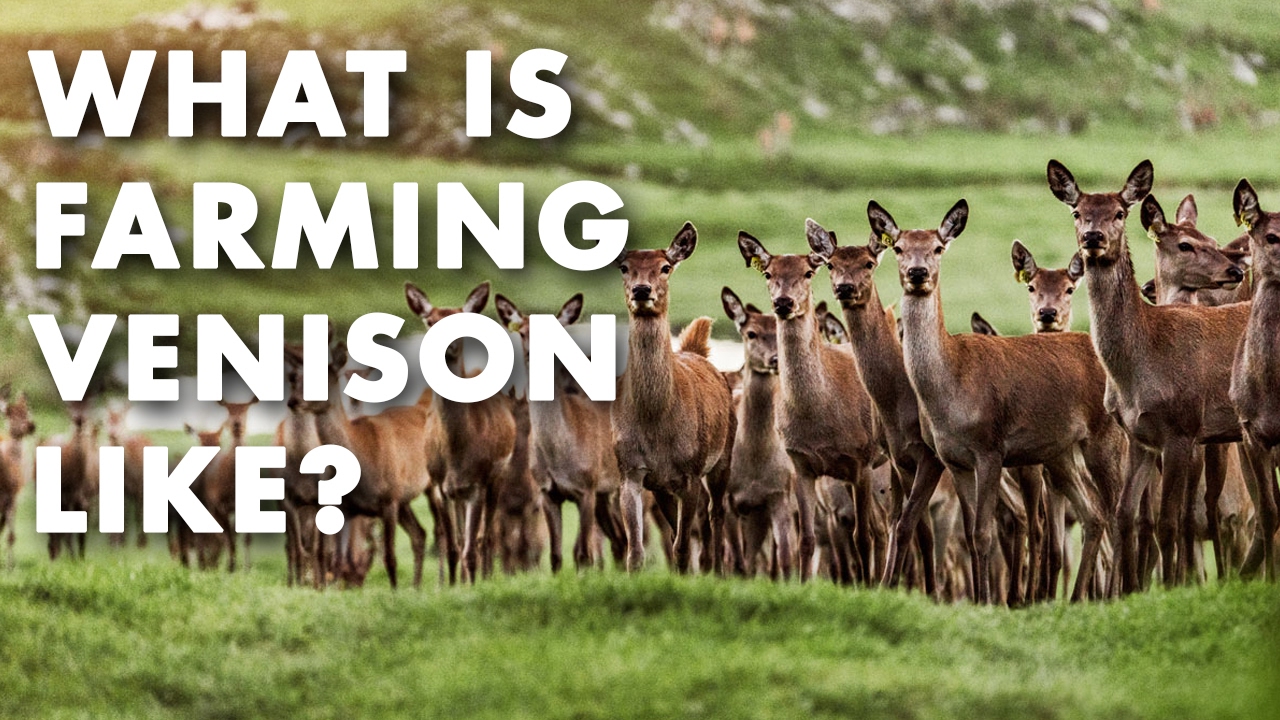 What is Farming Venison Like? - Q & A Video
