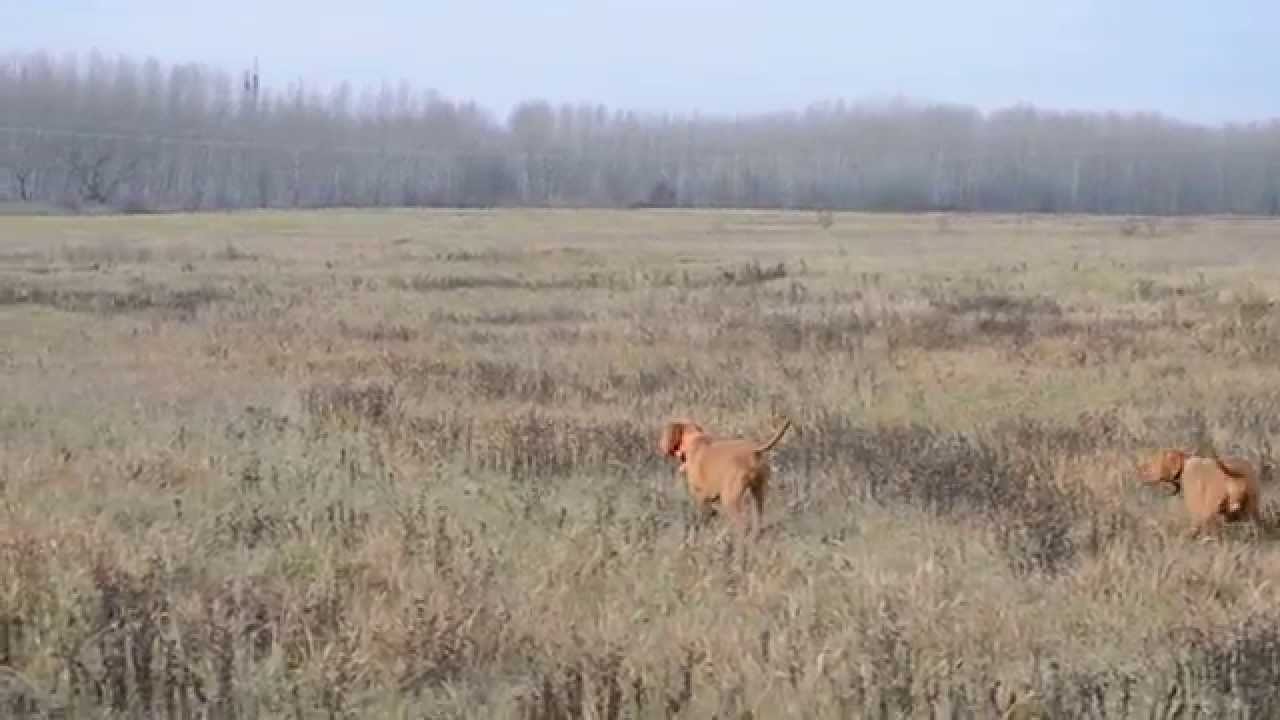 Partridge hunting with the Z&ouml;ldm&aacute;li Wirehaired Vizslas/ Fogoly vad&aacute;szat a Z&ouml;ldm&aacute;li vizsl&aacute;kkal