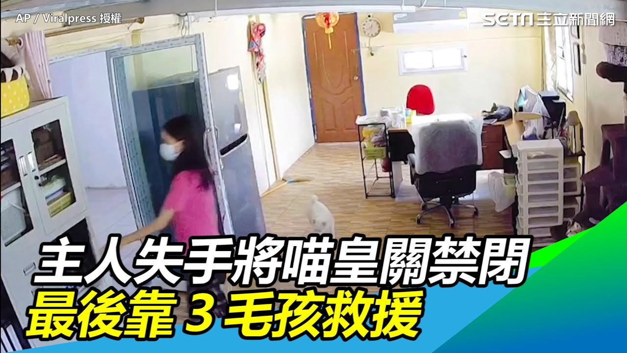 主人失手將喵皇關禁閉　最後靠3毛孩救援｜三立新聞網 SETN.com