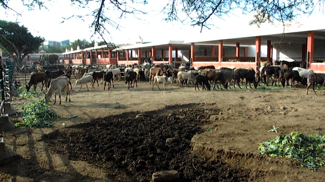 Cattle entering in Feeding chamber