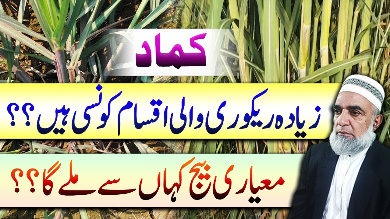 Best Sugarcane Varieties for Maximum Sugar Recovery || Crop Reformer