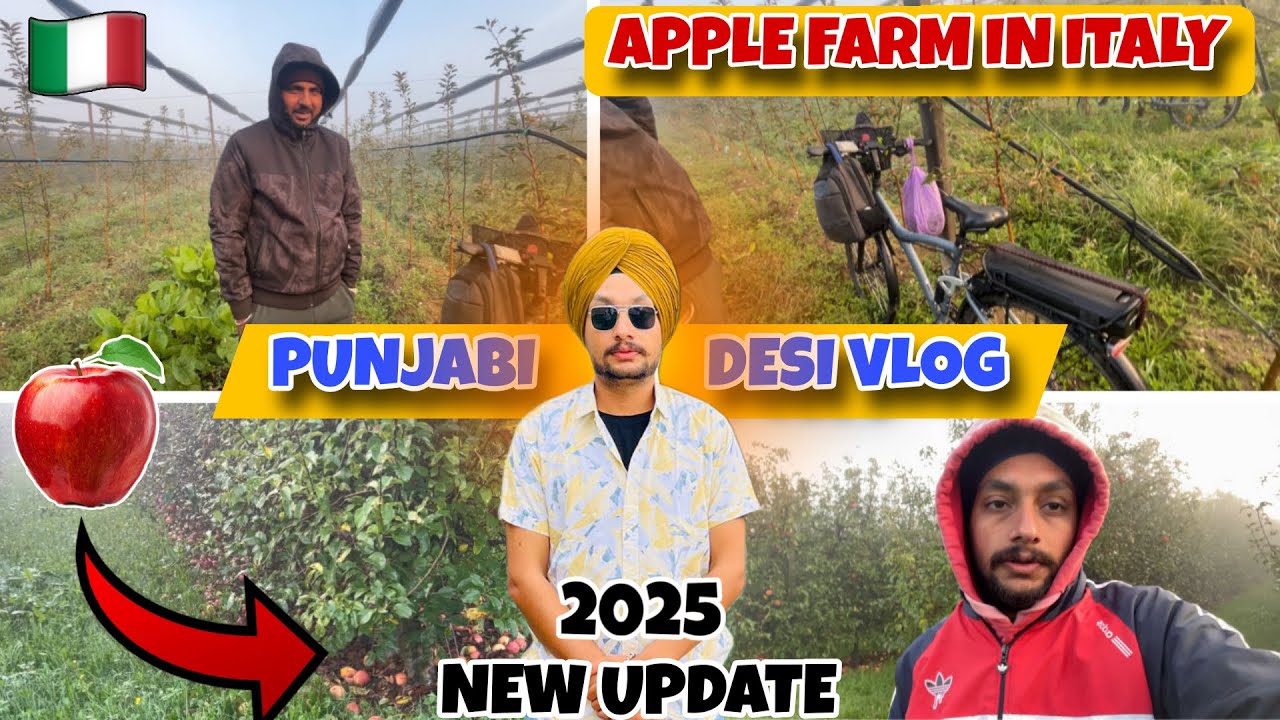 Punjabi desi vlog | 🍏🍎Apple Farm in italy 🇮🇹 | New update 2025 | #funnyvideo