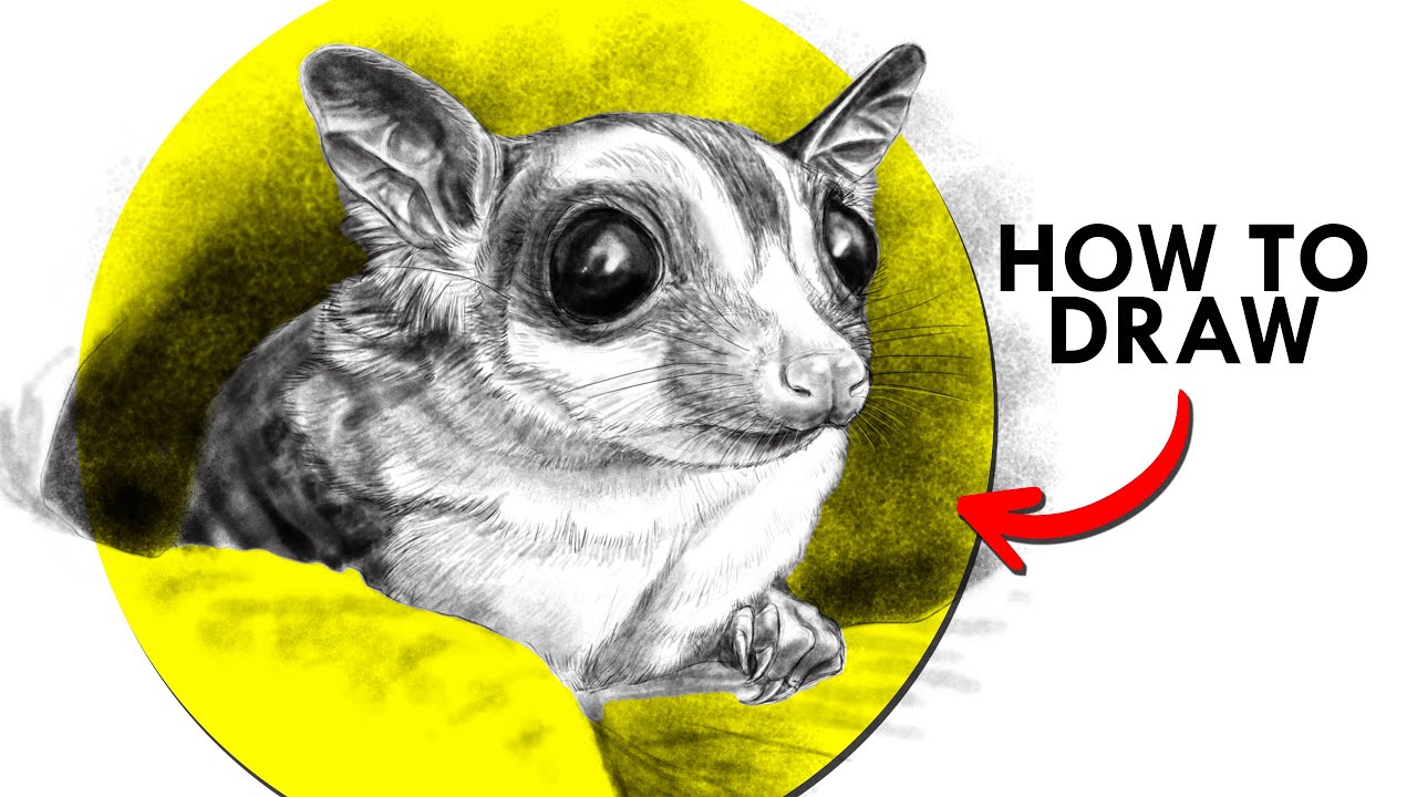 How To Draw A Sugar Glider