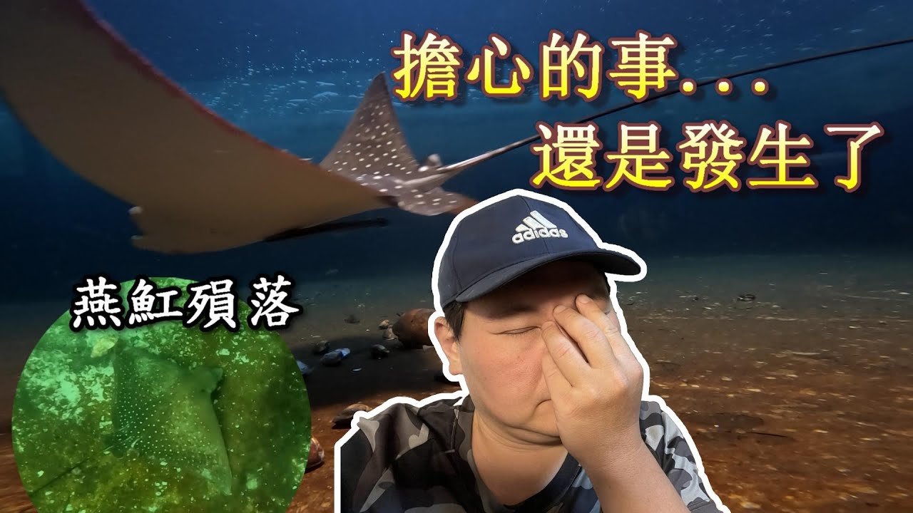 【失之東隅】高薪約聘的燕魟還沒過試用期就離職,造成公司損失,幸好有另一件喜訊傳來,稍稍彌補了這個缺憾。