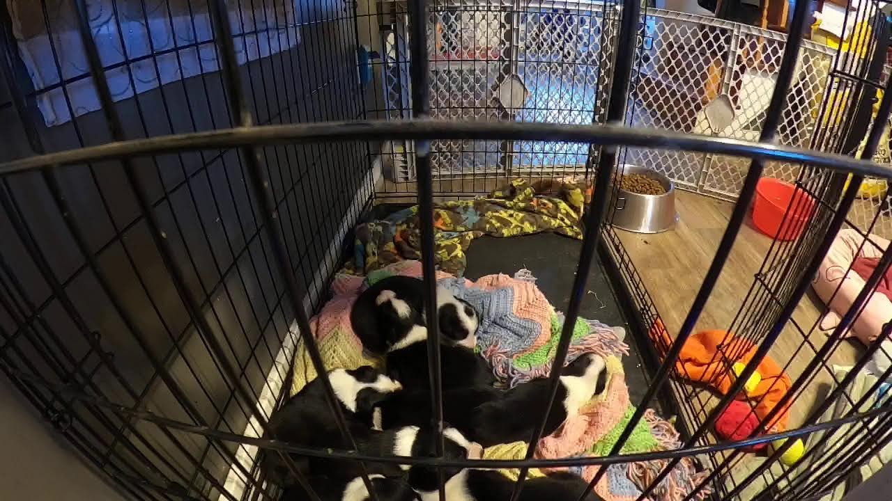 Mia and Her Newborn Puppies