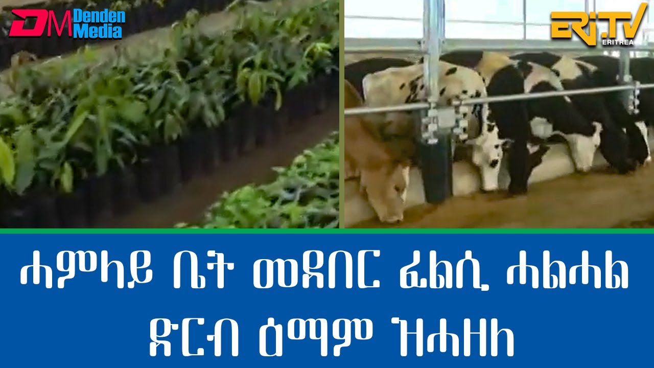 ሓምላይ ቤት መደበር ፈልሲ ሓልሓል ፡ ድርብ ዕማም ዝሓዘለ - መኣዝን ልምዓት | meazin limeat - Seedling green house HalHal