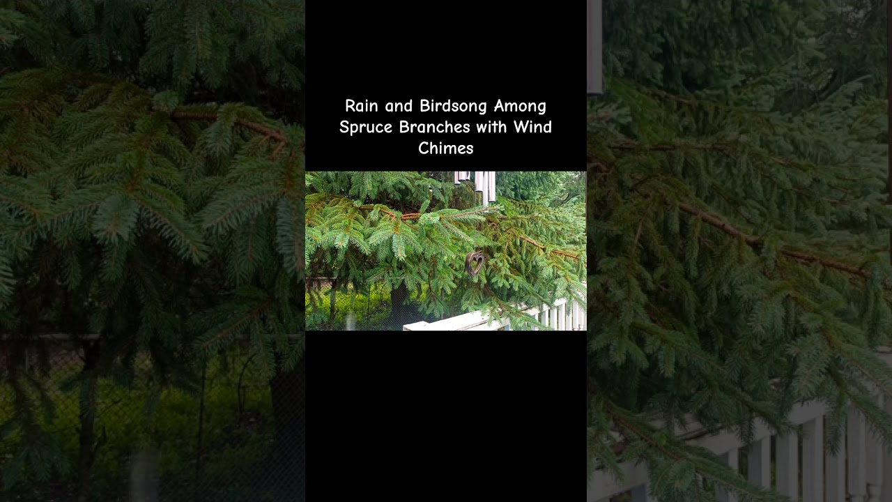 Rain and Birdsong Among Spruce Branches with Wind Chimes