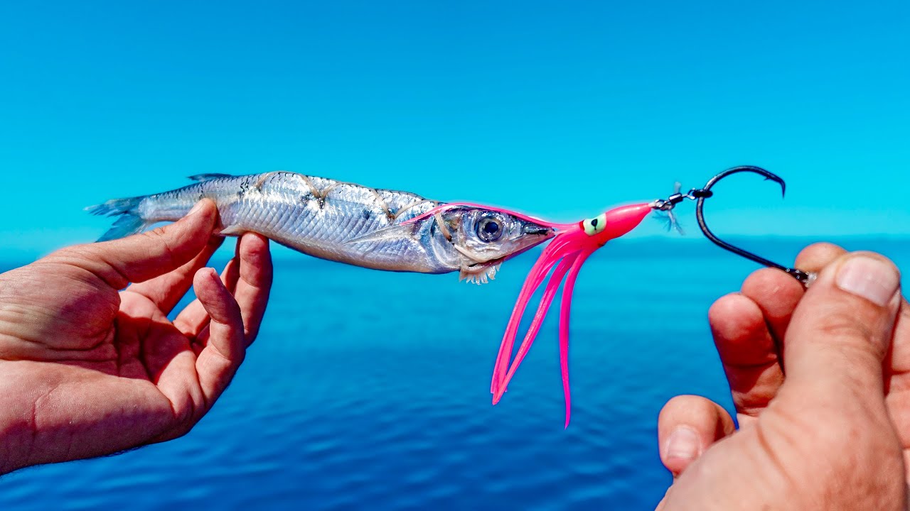 Switch Baiting The Worlds Fastest Fish