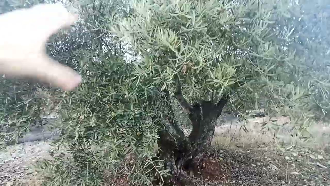 Diario de recolección día 3 olivar.
