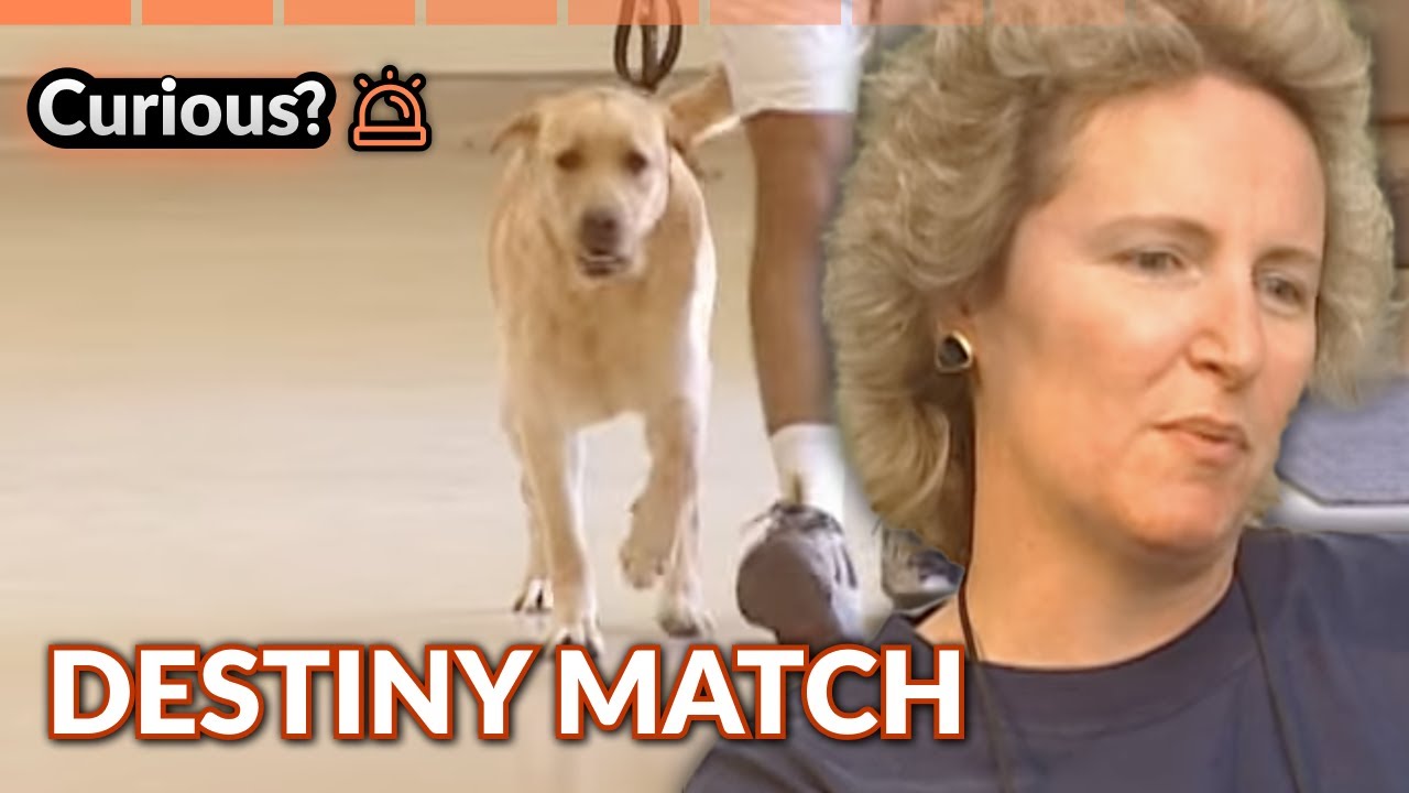 Blind Woman Finds Perfect Guide Dog McKenzie | Dogs with Jobs