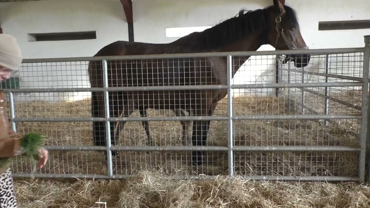The Irish National Stud 2025 Season, 2025-04-03 Thursday, video 3