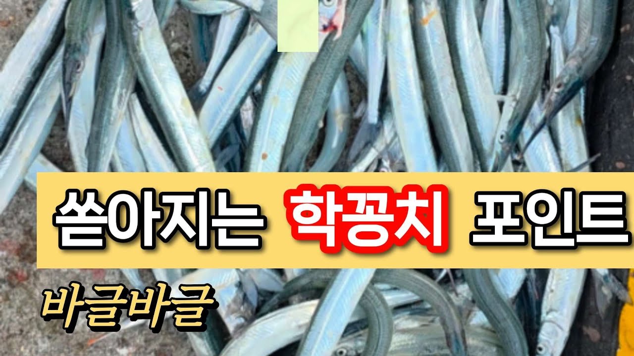 아침부텨 쏟아지는  학꽁치 도보권 갯바위  장승포