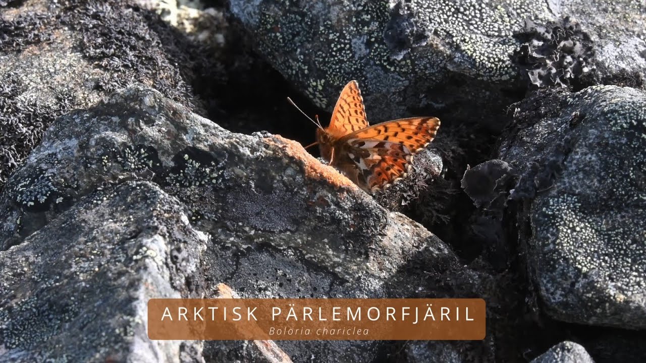 ARKTISK PÄRLEMORFJÄRIL (Boloria chariclea/Artic Fritillary)