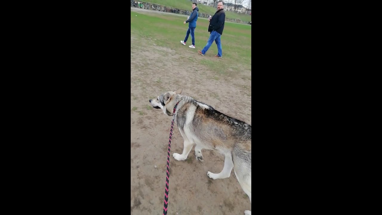 Saarloos Wolfhund geht zum Fu&szlig;ballspiel
