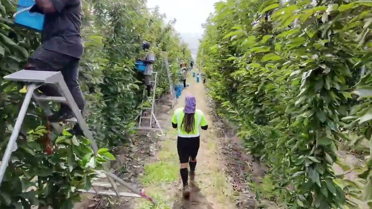Cherry Picking Crew, Cromwell, NZ.