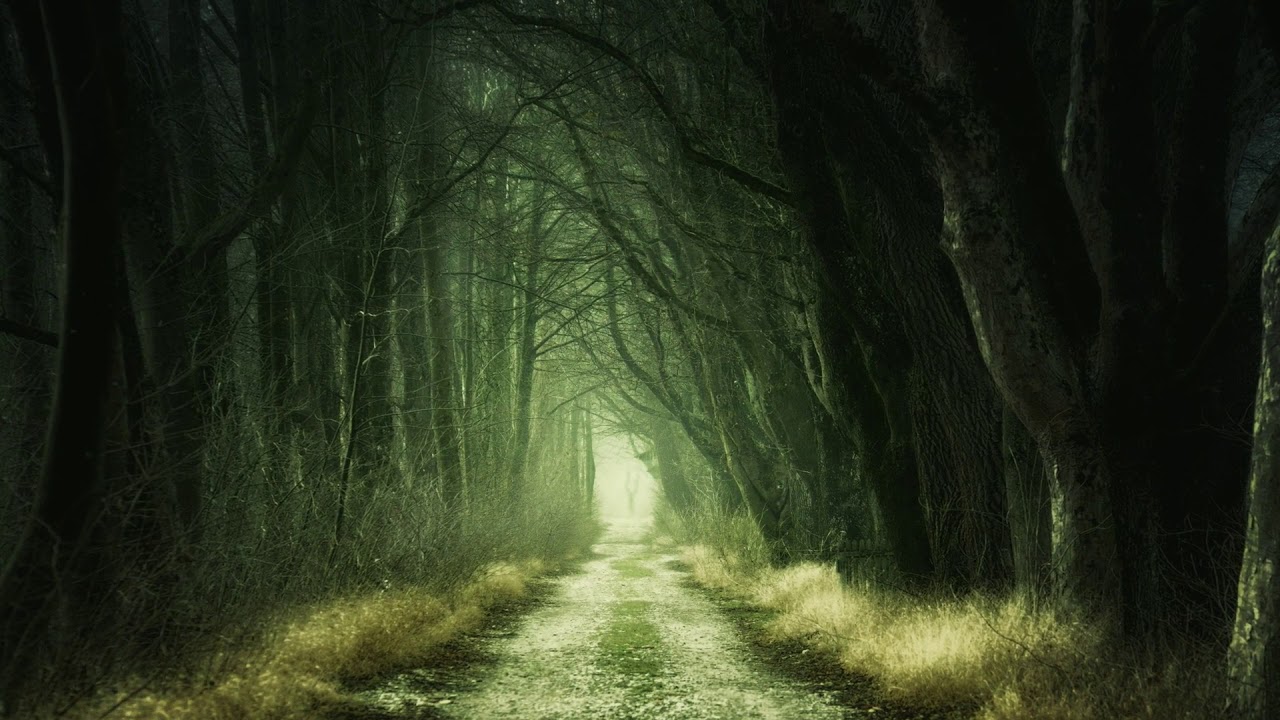 Gloomy Forest - Free Stock Footage HD