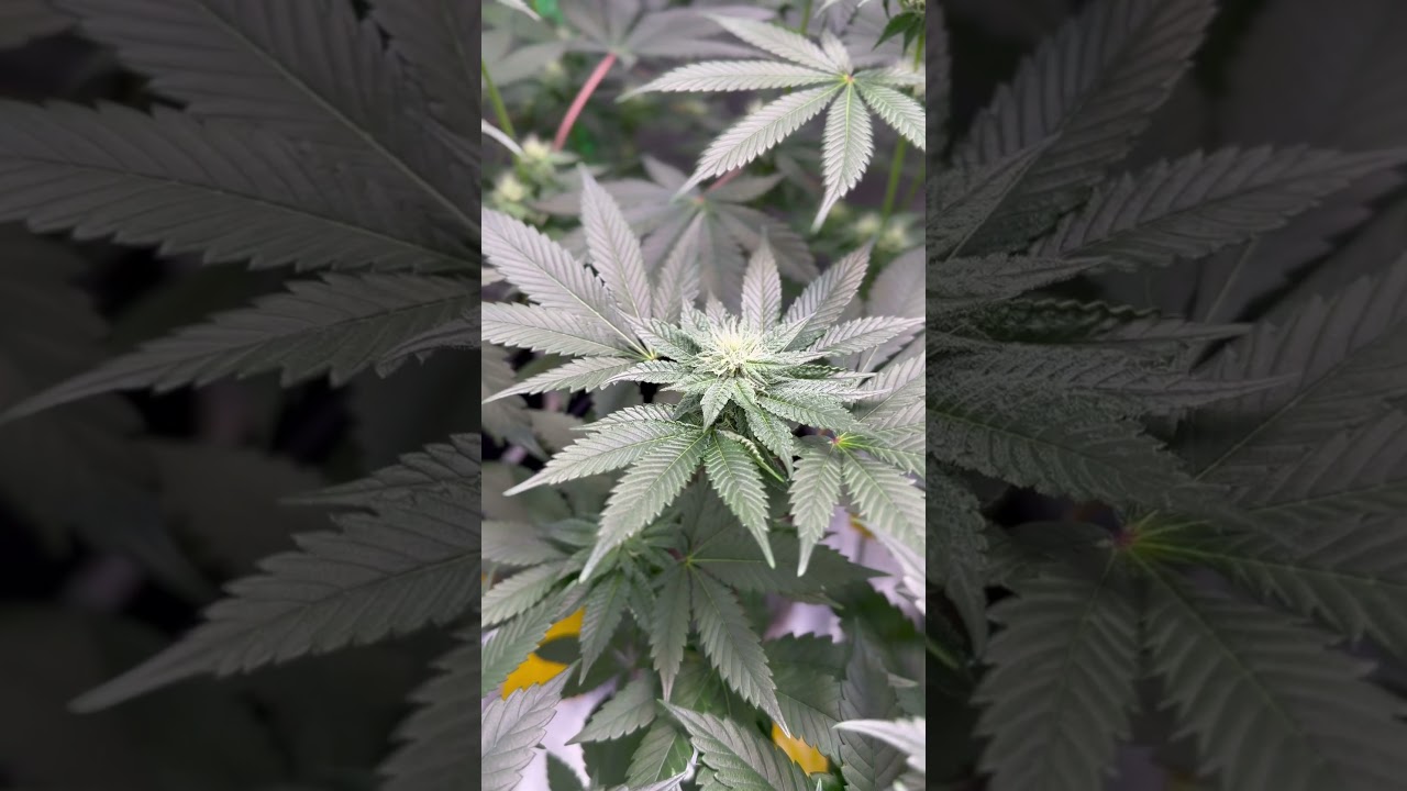 Cookies seed bank &ldquo;Wet Wet&rdquo; Flower week 4 🤩🤩🤩