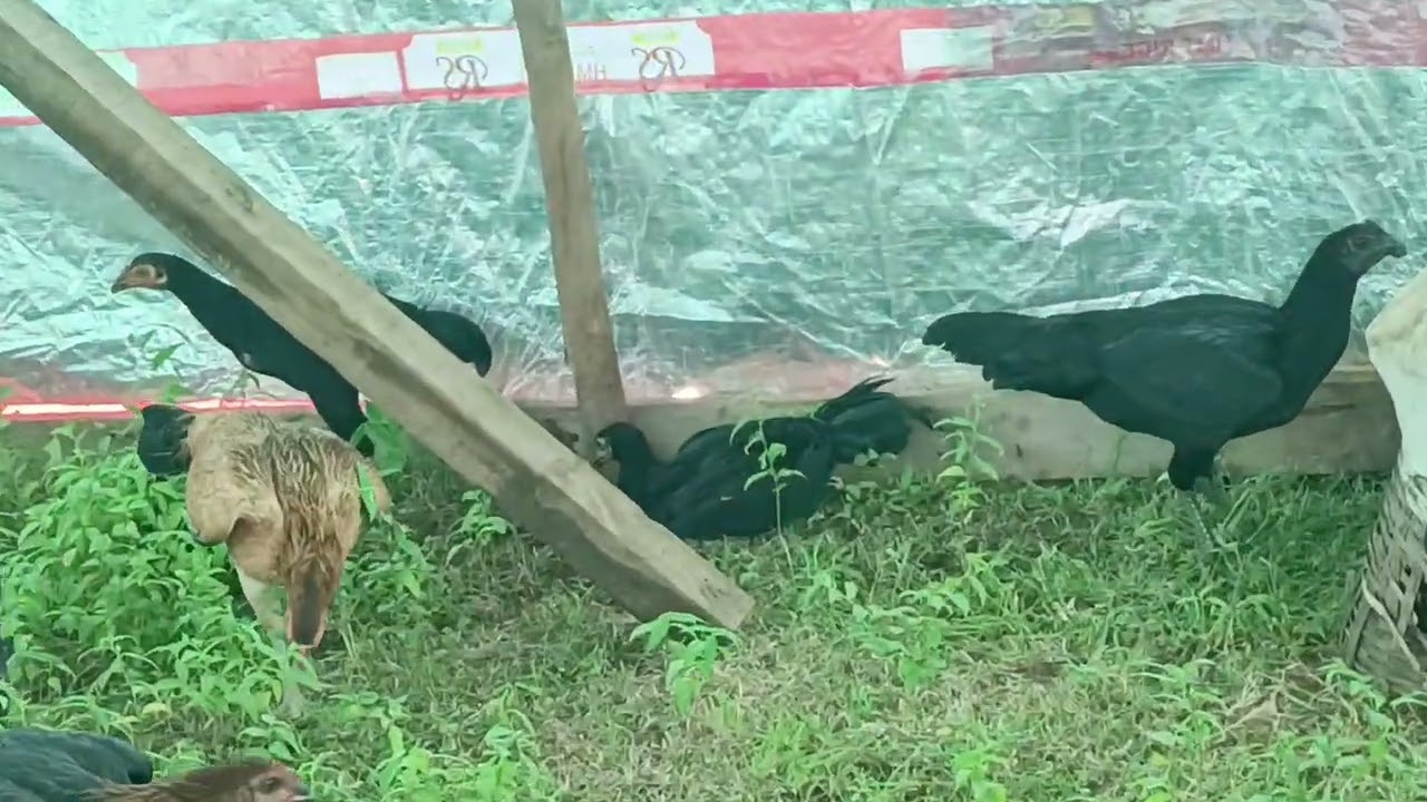 #natural #natukollapempakam #anuram farm's #youtubevideo 🐓🐓🐓🐓