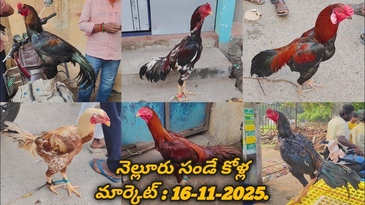 నెల్లూరు సండే కోళ్ల మార్కెట్ : 16-11-2025  #aseelmarket #nelloresundaykollamarket #venkyberasatv