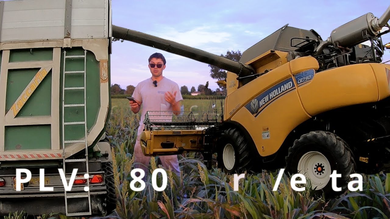 Quanto ho FATTURATO vendendo TONNELLATE di Sorgo. Trebbiatura, rese (deludenti) e prezzo Sorgo Bio.