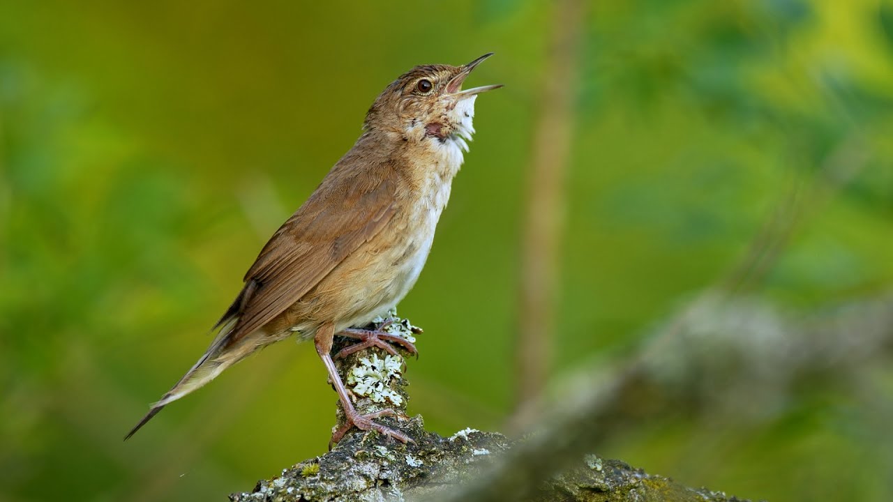 Bird sounds &ndash; Savi's warbler (Locustella luscinioides)