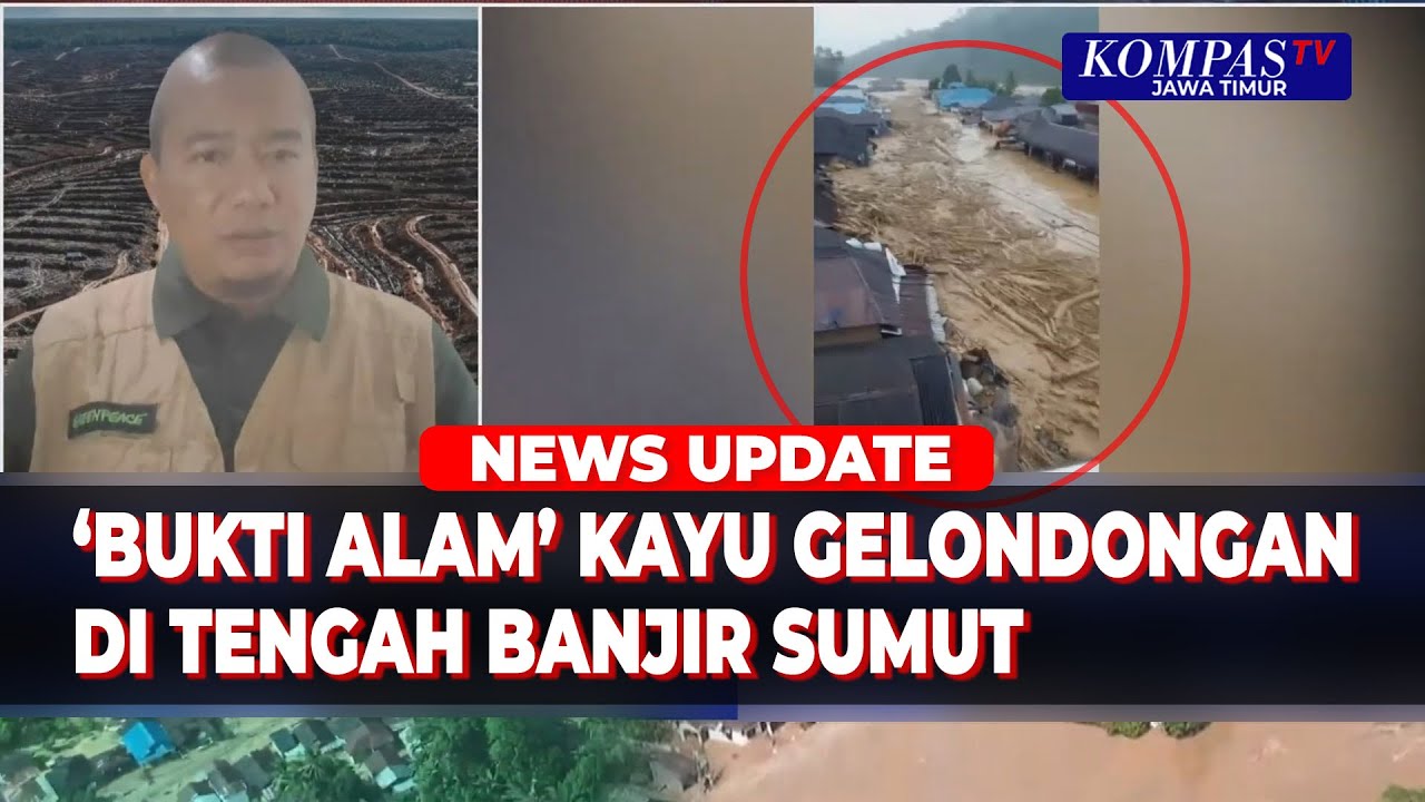 Greenpeace Blak-Blakan Ungkap Fakta di Balik Kayu Gelondongan saat Banjir Terjang Sumut