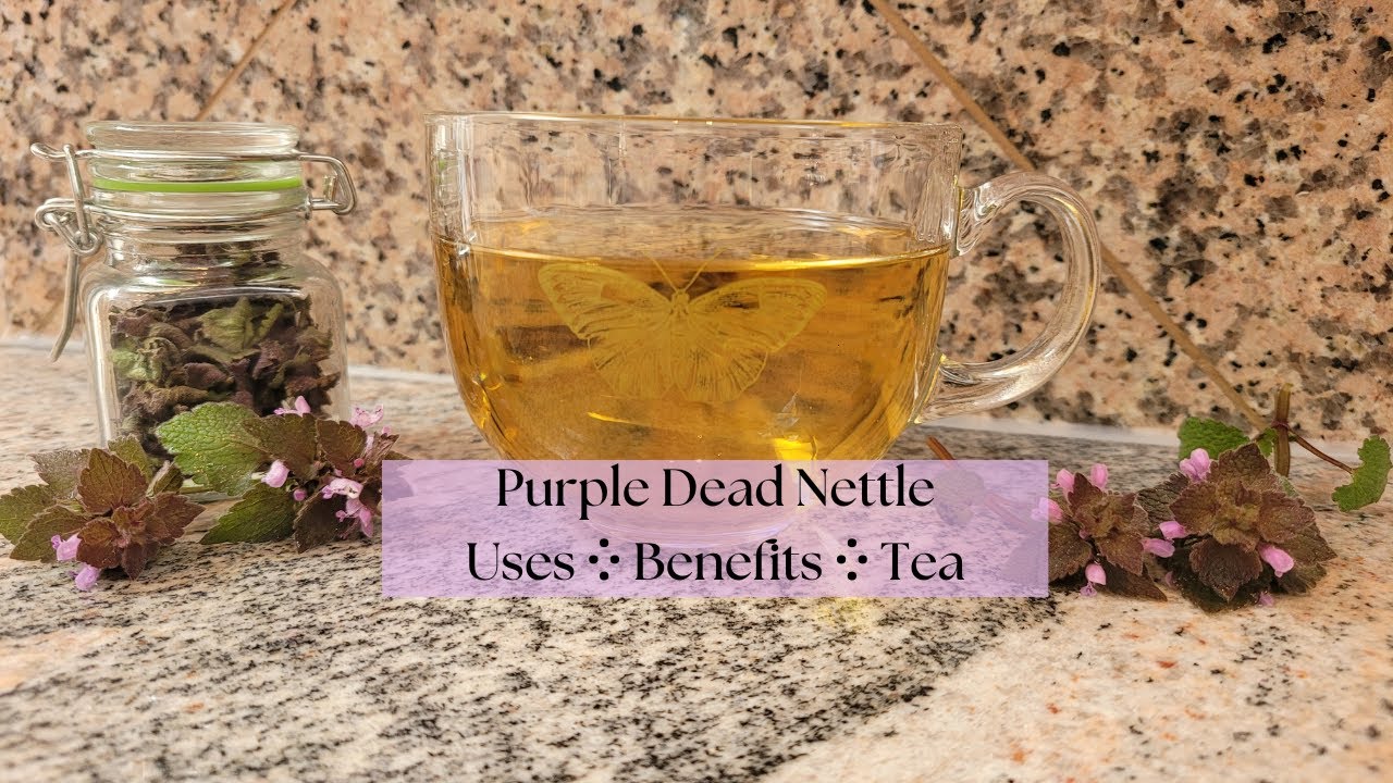 Purple Dead Nettle | Uses | Benefits | Tea