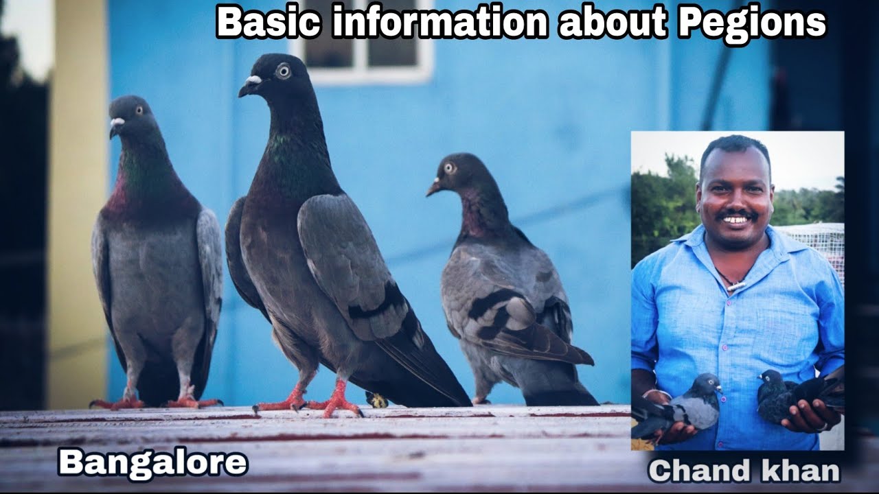 Pigeons in Bengaluru|basic information about the pigeons|by chand khan|#pigeon #Bangalore#petlovers
