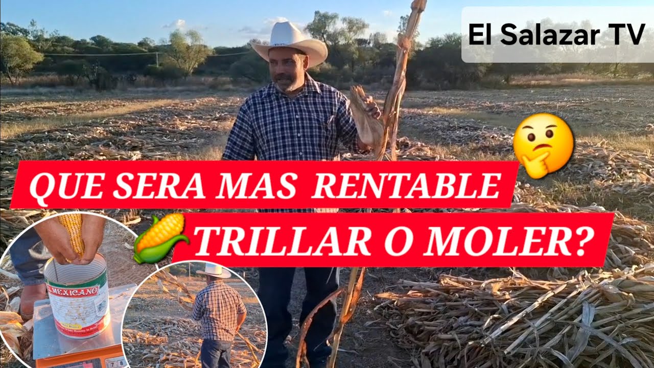 ¿QUE SERÁ más RENTABLE🤔, TRILLAR o MOLER? 🌽 |El Salazar TV| 