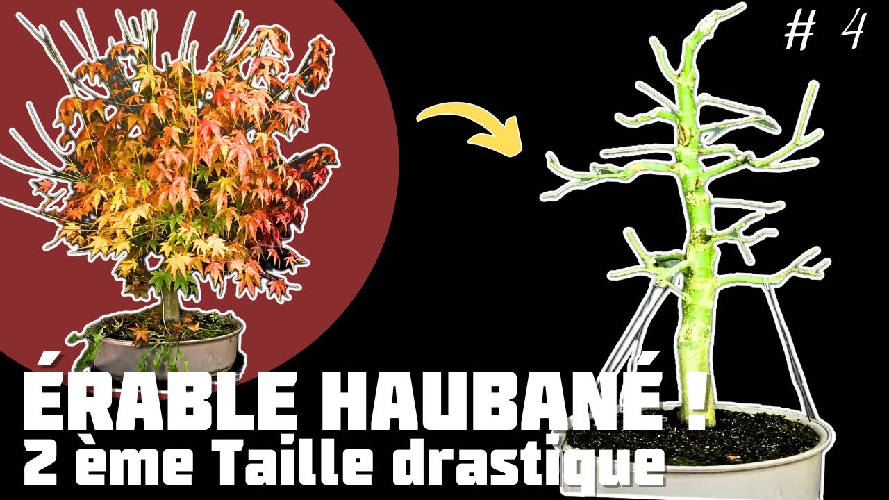 Faire un Bonsaï avec un Érable en utilisant la Technique de Haubanage. Épisode 4 🌱 NEJIKAN BONSAI 🌱
