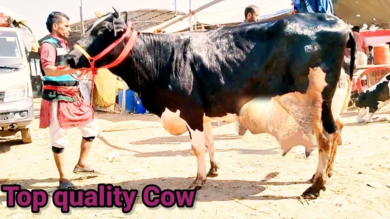 #पशु
