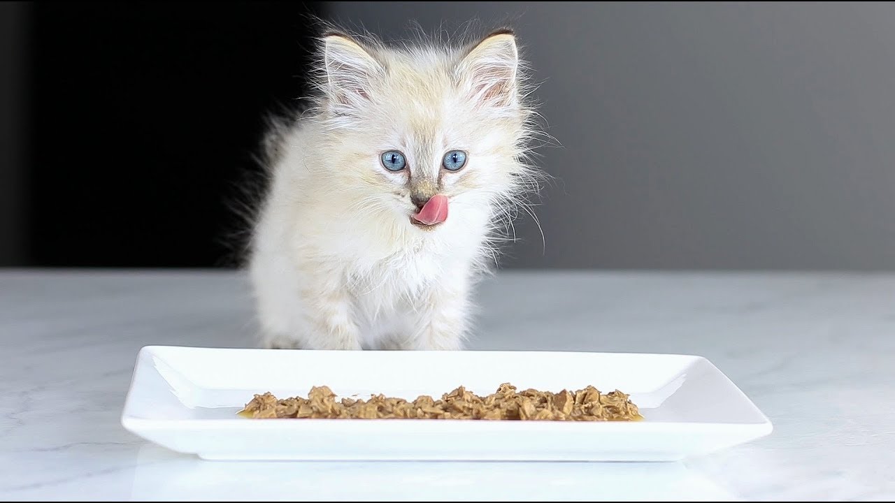 Tiny Fluffy White Kitten Eating Wet Food - ASMR