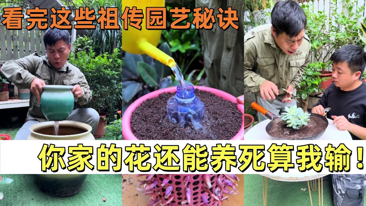 看完这些祖传园艺秘诀，你家的花还能养死算我输！#养花 #plants