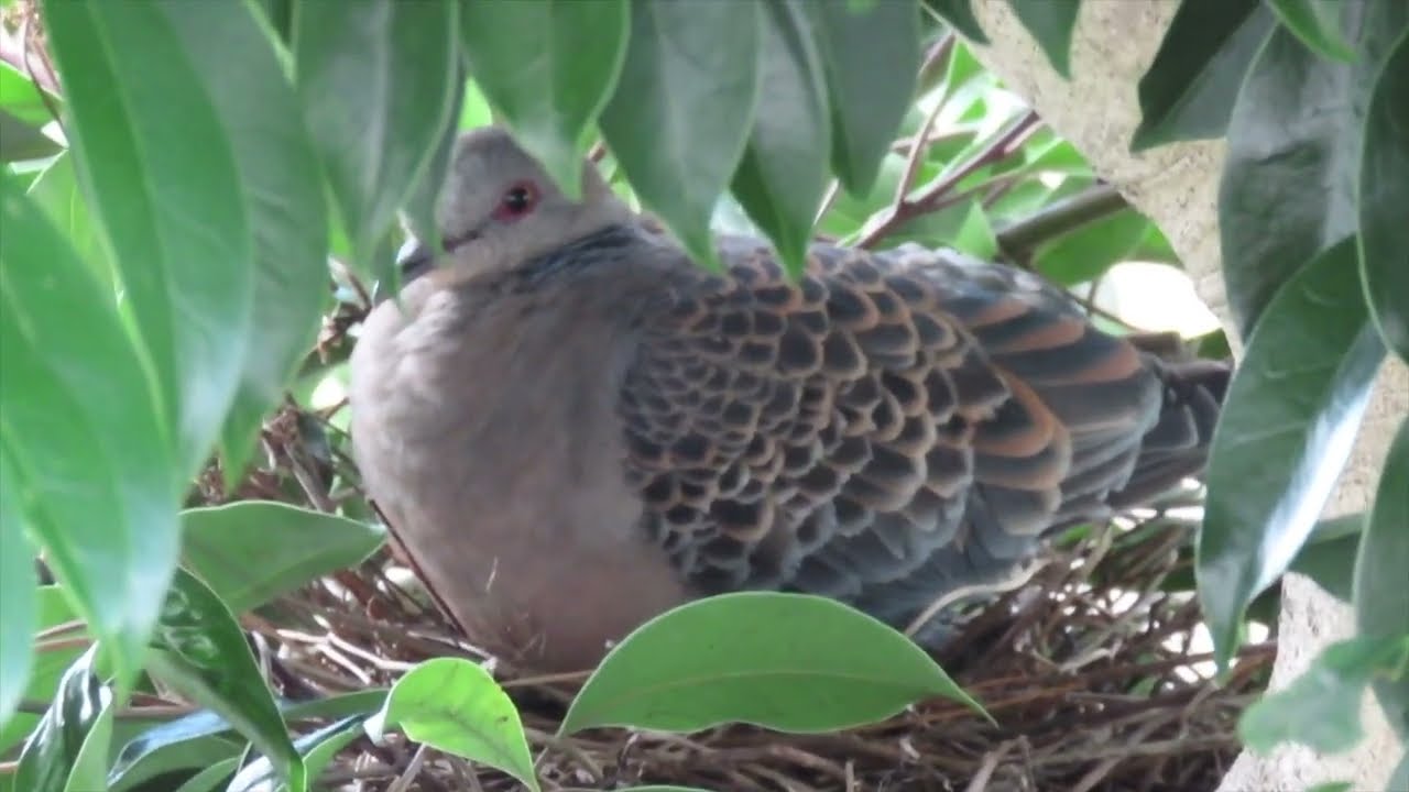 花鳥風月【4K】｜雉鳩まとめ　All Japanese Wood Pigeon