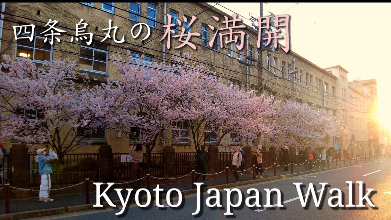 3/14(火)満開の桜と夕方の四条烏丸🌸京都さんぽ【4K】Kyoto Japan walk!