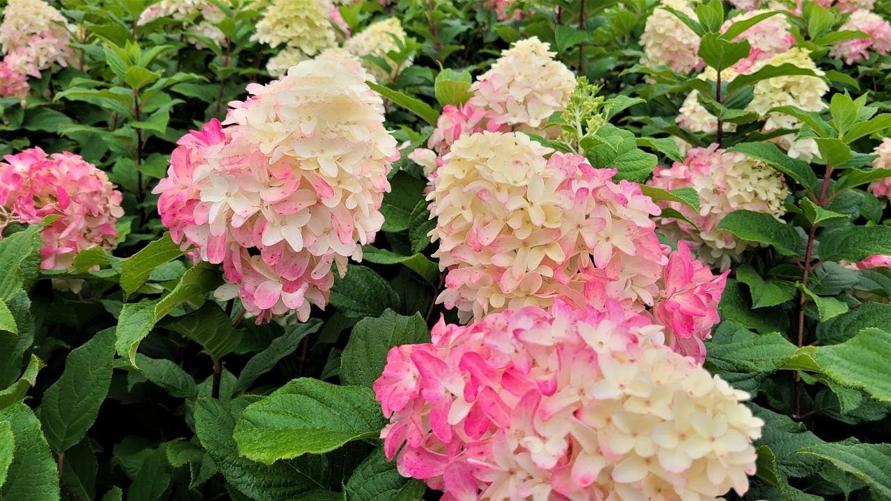 Hydrangea Quick Fire Fab&reg;🌸(Panicle Hydrangea) / Plus 