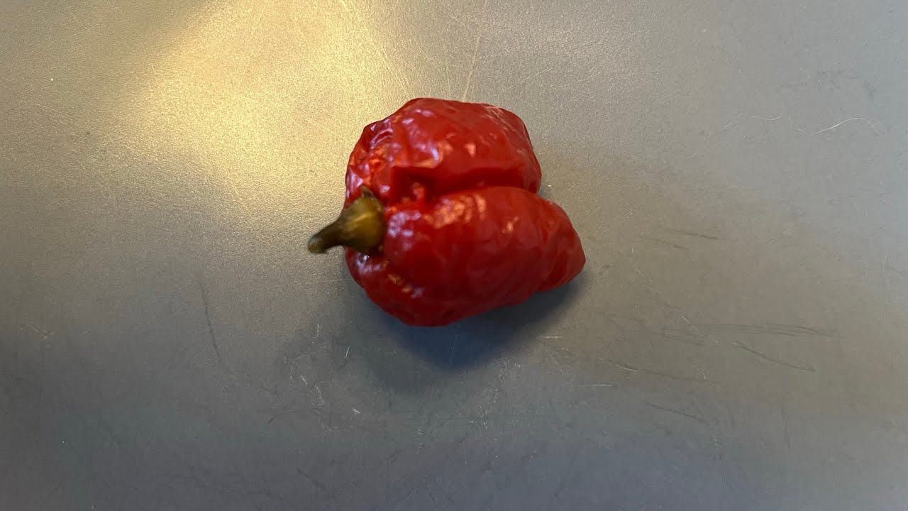 Carolina Reaper chili
