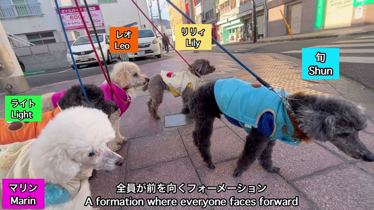 1月29日クン活でチームワークを見たワンパトEverydayPoodles